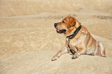 dog fawn labrador retriever good friend lies and looking to left in desert on yellow sand on sunny day