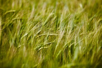 Rye ears field in summer sunny day close-up. Organic farming. Rye harvest. Agricultural industry. Cereal growing.      Rye Harvesting season on farm field. Organic farming development.