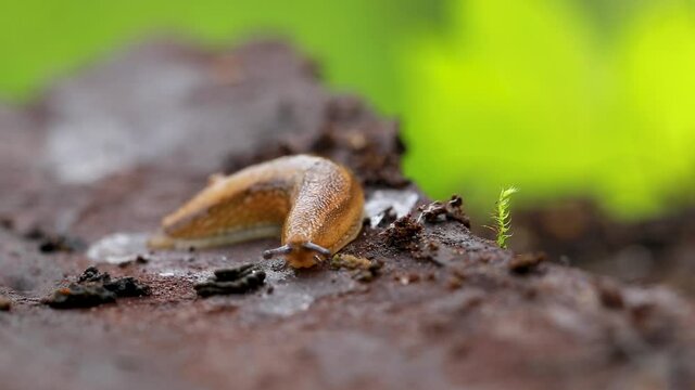 Arion fuscus is een slakkensoort uit de familie van de Arionidae.