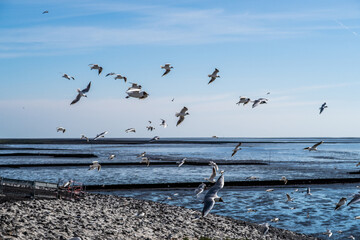 Seagull Hatchery at Eider Sperrwerk in Germany
