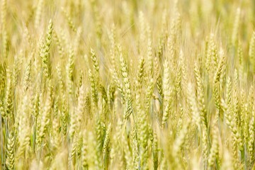 wheat spike close-up view. golden wheat ears. Golden wheat field in summer sunny day. Summer...