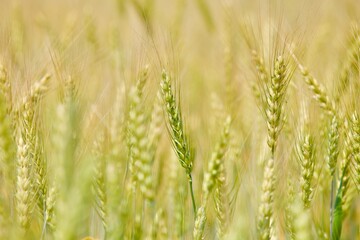 wheat spike close-up view. golden wheat ears. Golden wheat field in summer sunny day. Summer...