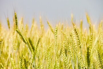 Golden wheat field in summer sunny day on blue sky background. Summer background. Wheat spike close-up view. Golden wheat ears in sunlight. Wheat sprouts on agricultural field. Organic farming.