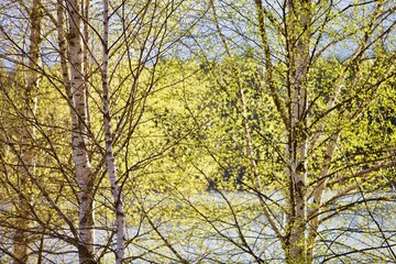 Blooming Birch grove in a sunny spring day. Young bright green leaves on birch tree branches close-up. White birch trunk in focus on a blurry blue background. Spring birch in bright sunlight close up.