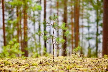 Young spruce in spring coniferous forest close up. Spring sapling in spruce forest. Nature reserve recovery. Evergreen Pine tree forest recover. Forest protection. New life concept. Clean environment.