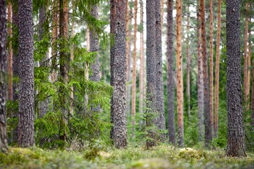Pine trees and fir trees in spring Coniferous forest close up. Coniferous forest landscape in sunny day. Nature reserve. Evergreen Pine tree forest in sun light. Primeval Woodland. Spruce trees