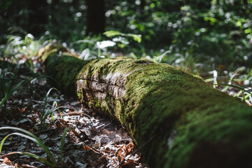 a trunk fallen in the forest overgrown with moss. outdoor recreation concept.