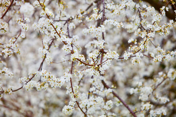 Bright white cherry flowers on a spring cherry tree branches in focus on a blurry background. Cherry blossom. Springtime backgrounds. White spring flowers close up. Nature in bloom. Macro photography.