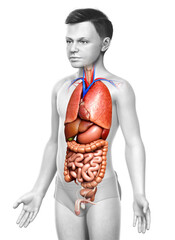 3d rendered medically accurate illustration of boy Internal organs