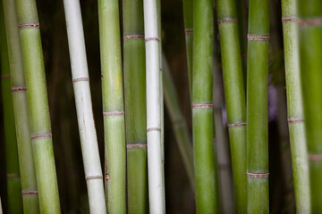Bamboo stems close-up. Bamboo forest close-up. Bamboo texture. Rainforest plants recovery. Bamboo background pattern. Ecological natural material. Bright Green bamboo grove. Selected focus.