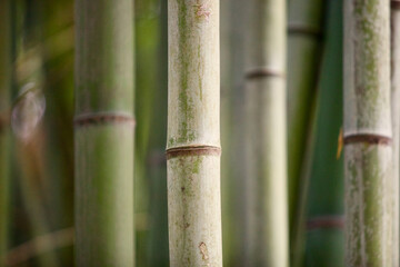 Bamboo stems close-up. Bamboo forest close-up. Bamboo texture. Rainforest plants recovery. Bamboo background pattern. Ecological natural material. Bright Green bamboo grove. Selected focus.