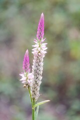 pink celosia argentea flower in nature garden