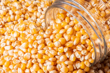 Raw corn grains (Seeds of Popcorn) .