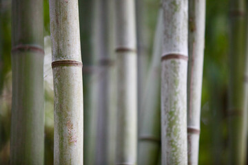 Bamboo stems close-up. Bamboo forest close-up. Bamboo texture. Rainforest plants recovery. Bamboo background pattern. Ecological natural material. Bright Green bamboo grove. Selected focus.