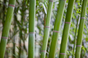 Bamboo forest close-up. Rainforest plants recovery. Bamboo stem texture close up. Bamboo background pattern. Ecological natural material. Bright Green bamboo grove. Selected focus. Abstract background