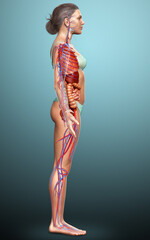 3d rendered medically accurate illustration of the female circulatory  system and internal organs