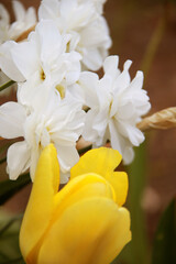 Fototapeta na wymiar white yellow daffodil flowers in garden