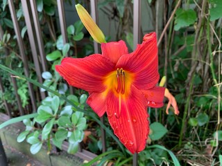 Obraz premium A daylily is a flowering plant in the genus Hemerocallis,Red and yellow petals, slender petals, hard stem, green leaves.