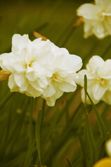 white yellow daffodil flowers in garden