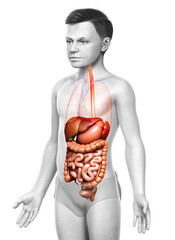 3d rendered medically accurate illustration of boy Digestive System