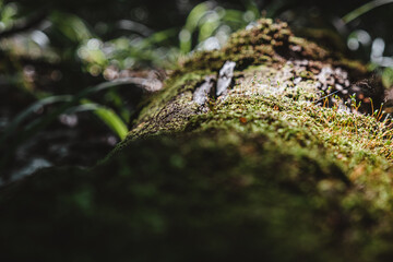 a trunk fallen in the forest overgrown with moss. outdoor recreation concept.