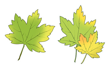 green maple leaves