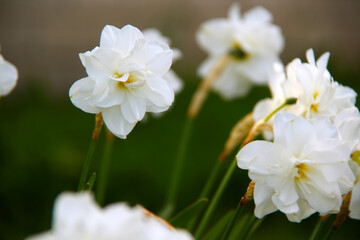 Fototapeta na wymiar white yellow daffodil flowers in garden