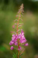 summer wildflowers at sunset. flower composition. lilac flowers closeup with blurry background.