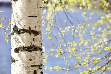 Blooming Birch tree in a sunny spring day. Young bright green leaves on birch tree branches close-up. White birch trunk in focus on a blurry blue background. Spring birch in bright sunlight close up.