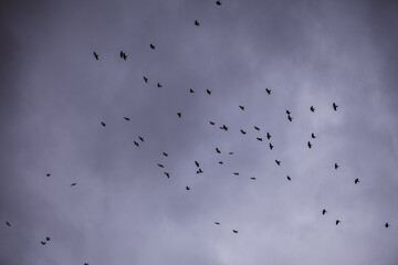 Moody Birds