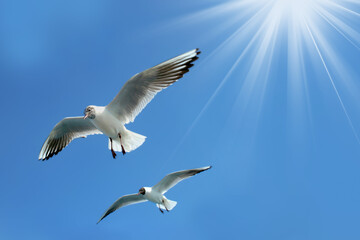 Seagulls flying in sky at way to Bet Dwarka, Gujarat, India