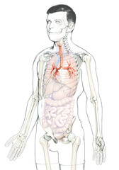 3D illustration of Larynx Trachea Bronchi Part of Respiratory System.