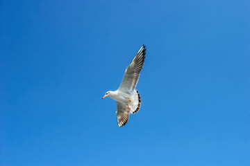 Seagulls flying in sky at way to Bet Dwarka, Gujarat, India