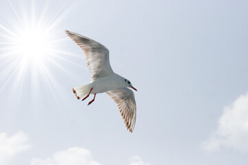 Seagulls flying in sky at way to Bet Dwarka, Gujarat, India