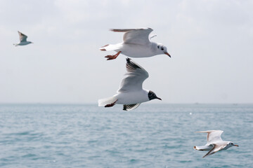 Seagulls flying in sky at way to Bet Dwarka, Gujarat, India