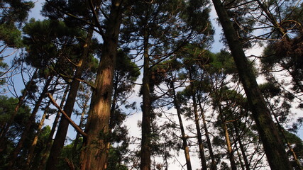 trees in the woods on blue skies and white clouds