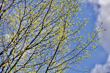Blooming Birch tree in a sunny spring day. Young bright green leafs on birch tree branches close-up. White birch tree trunk and green leafs in focus on blurred background. Spring forest backgrounds.
