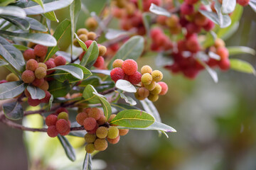 Red fruits of Japanese bayberry, on the branch