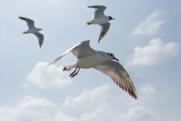 Obraz premium Seagulls flying in sky at way to Bet Dwarka, Gujarat, India