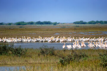 Wild Ass Sanctuary, Little Rann of Kutch, Gujarat, India