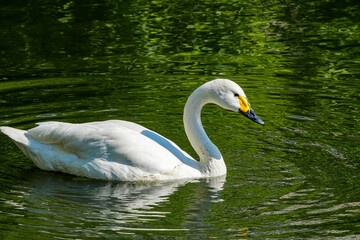 Fototapeta premium Bewick's Swan (Cygnus bewickii) in Barents Sea coastal area, Russia