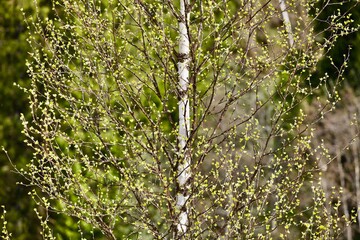 Blooming Birch tree in a sunny spring day. Young bright green leafs on birch tree branches close-up. White birch tree trunk and green leafs in focus on blurred background. Spring forest backgrounds.