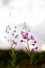 summer wildflowers at sunset. flower composition. lilac flowers closeup with blurry background.