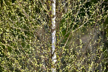 Blooming Birch tree in a sunny spring day. Young bright green leaves on birch tree branches close-up. White birch trunk in focus on a blurry blue background. Spring birch in bright sunlight close up.