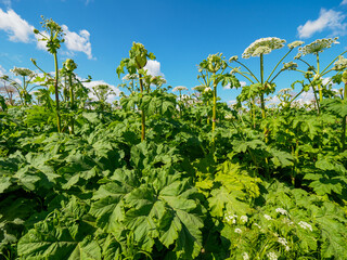 Field of wild heracleum sosnowskyi on the north of Europe.