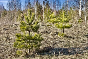 Young coniferous trees growing on the field. Green Cedar tree close-up. Green sapling of cedar tree in the spring coniferous forest. Nature reserve recovery. Reforestation in primeval woodland.