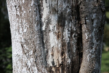 Obraz premium tree bark texture