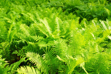green fern leaves plantation .