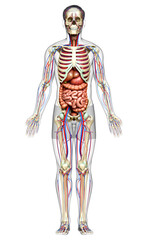 Fototapeta premium 3d rendered medically accurate illustration of male Internal organs, skeleton and circulatory system