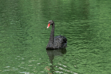 Fototapeta premium Black Swan (Cygnus atratus) in park